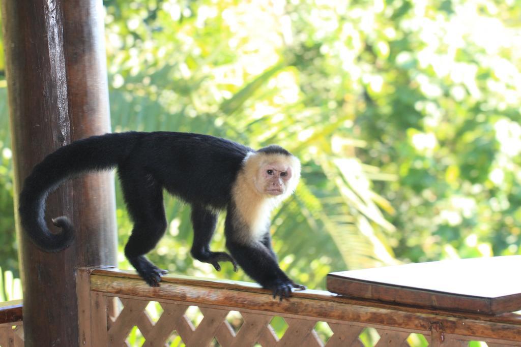 Jungle Villa Manuel Antonio Eksteriør billede