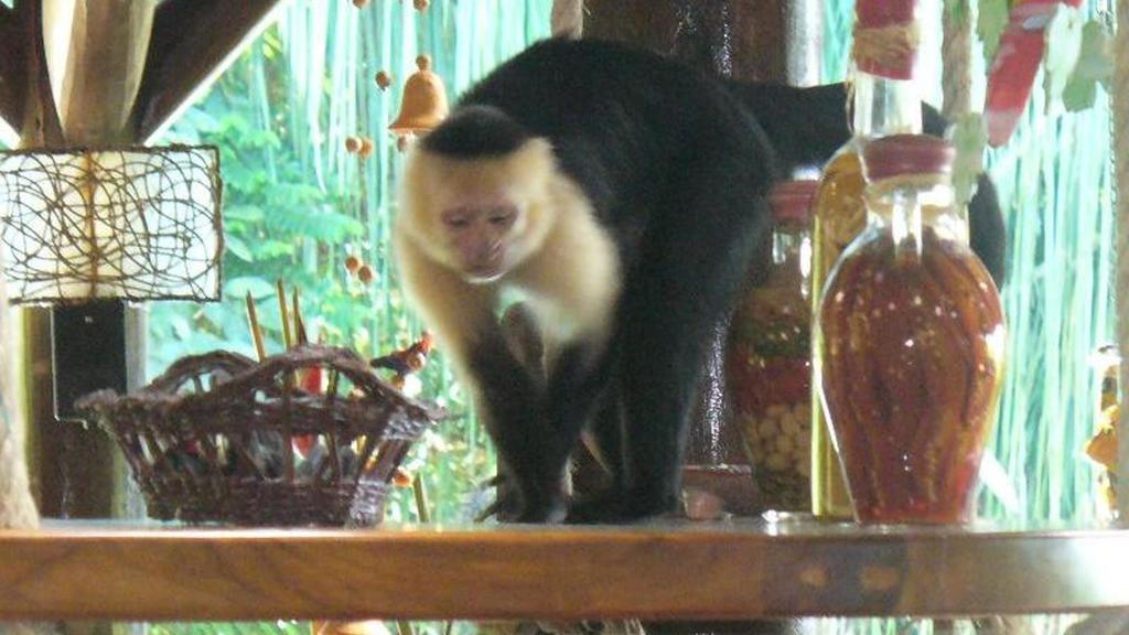 Jungle Villa Manuel Antonio Eksteriør billede