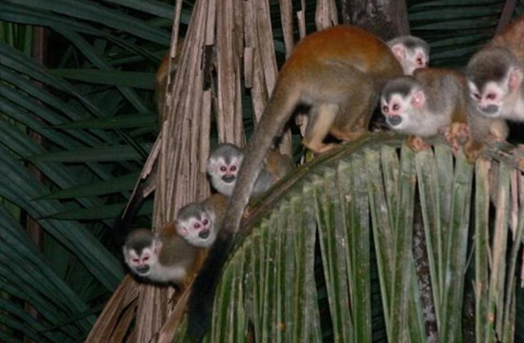 Jungle Villa Manuel Antonio Eksteriør billede