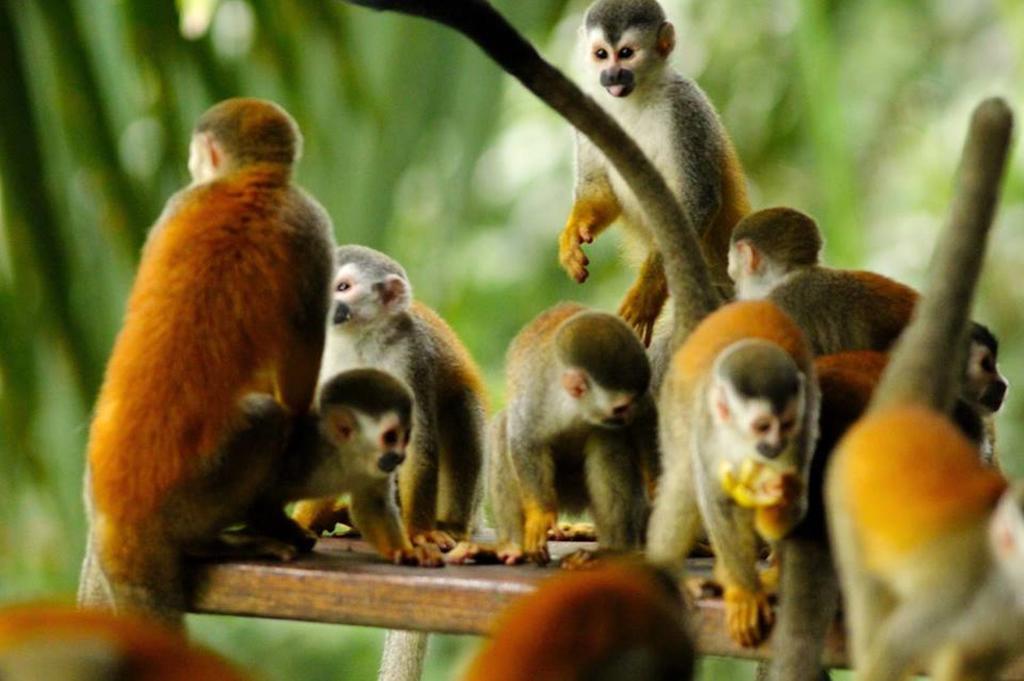 Jungle Villa Manuel Antonio Eksteriør billede